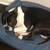 LOST DOG GEORGE 2 thumbnail