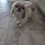 Pekingese 3 thumbnail