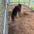 Miniature mule 1 thumbnail