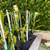 Assorted Dragon Fruit Trees 7 thumbnail