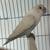 Love bird 1 thumbnail
