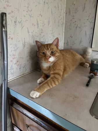 ORANGE MALE CAT 🐈 LOST 11/8 1