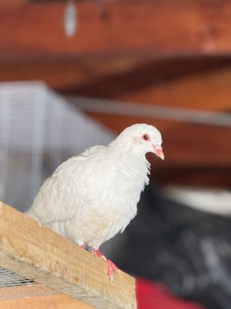Pigeon $20 (Oak Lawn)63844234759683122