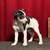Rat terrier 6 thumbnail