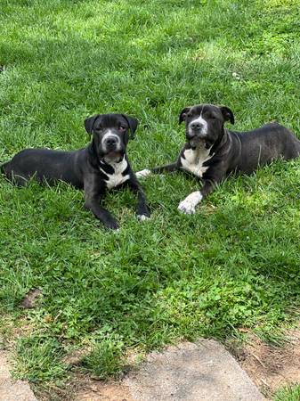 Two 8 month old Puppies looking for homes 1