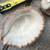 5 Seashells (All for $10) 8 thumbnail