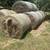 Alicia round bales 1 thumbnail
