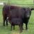 Registered, DNA Tested, Parent Verified, Fullblood Aberdeen Angus 7 thumbnail