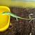Captive Bred (CB) Emerald Tree Skinks (Lamprolepis smaragdina) 4 thumbnail