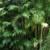 Costarican Bamboo Palms ///// CHAMAEDOREA costaricana 2 thumbnail
