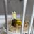 Canaries 23 thumbnail