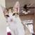 CALICO / tabby girl kittens 4 thumbnail