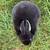 Mini Rex Rabbits 2 thumbnail