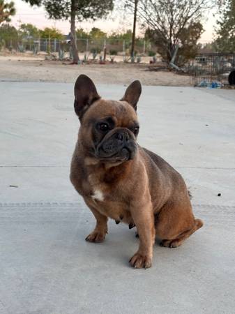 FRENCHIE 1