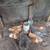 Laying hens and two baby roosters available 2 thumbnail