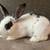 Bunny rabbit 2 thumbnail