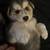 Huskies 1 thumbnail