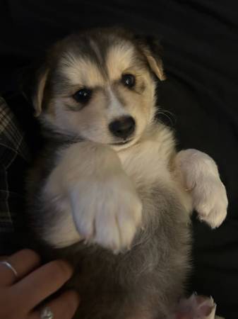 Huskies 1
