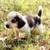 Beagle Puppy / Puppies 12 thumbnail
