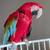 Greenwing Macaw 3 thumbnail