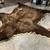 Large Bear Rug 6 thumbnail