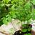 Black Walnut seedlings 1 thumbnail