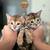 Exotic Savannah Kittens 1k 1 thumbnail