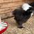 Silkie Roo ( true black ) 1 thumbnail