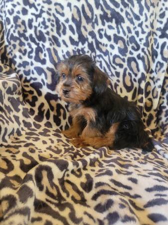 Yorkie&shih tzu mix.puppy (Portsmouth)63956405722114122