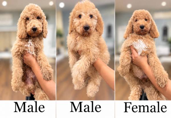 Goldendoodles 1