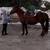 AQHA Geldings and other horses , tack and saddles for sale . 5 thumbnail