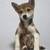 SHIBA INU PUPPIES 4 thumbnail
