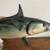 Vintage Skipjack Tuna Fish Taxidermy Half Mount wall hanging Decor 2 thumbnail