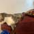 2 six month old kittens 1 thumbnail