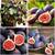 Fig Tree live plant 3 thumbnail