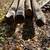 Locust wood posts 2 thumbnail