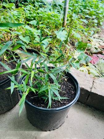 Healthy green bamboo plant 1