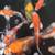 Koi fish 2 thumbnail