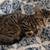 Tabby Kittens 4 thumbnail