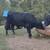 Registered Angus Bulls 6 thumbnail