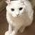 American Curl (Alpine) Kittens 24 thumbnail