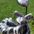 Callaway Golf Clubs, Drivers, Woods, Hybrids, Golf Balls 1 thumbnail