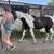 yearling register colt (gelding) 4 thumbnail