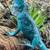Blue iguana 1 thumbnail