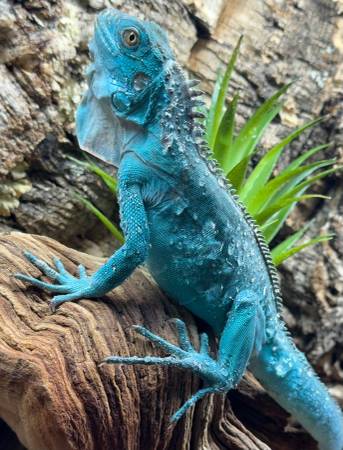 Blue iguana 1