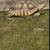 Tortoise 14 thumbnail