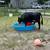 Mini Cow 5 thumbnail