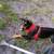 Free Miniature Pinscher / mix ? 2 thumbnail