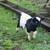 Fainting Goats 2 thumbnail