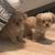 Mini shihtzupoos 9 thumbnail